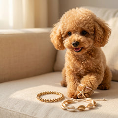 A small curly-haired tan dog sits on a beige sofa, wearing a gold bracelet and a shell/bead bracelet, with matching bracelets placed in front of it.