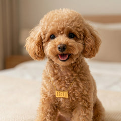 A small curly-haired tan dog sitting on a bed, wearing a gold chain necklace with a rectangular gold nameplate engraved with '11.11'.
