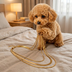 A small fluffy tan dog sits on a bed holding a coiled gold-tone chain necklace in a softly lit bedroom.