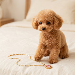 A small curly-haired brown dog sits on a cream-colored bed, looking at a gold chain necklace with a pink heart-shaped pendant.