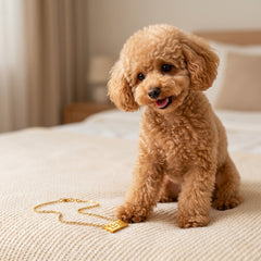 A small curly-haired tan dog sits on a cream-colored bed, looking at a gold chain necklace with a rectangular gold pendant lying near its front paws.
