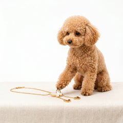 A small fluffy tan dog stands on a light fabric surface, reaching toward a delicate gold-tone chain necklace with a cream-colored central charm, photographed against a clean white studio background.