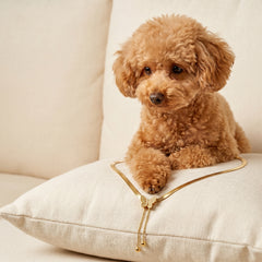 A small curly-haired brown dog sits on a cream pillow, wearing a delicate gold heart-shaped collar with dangling bells.